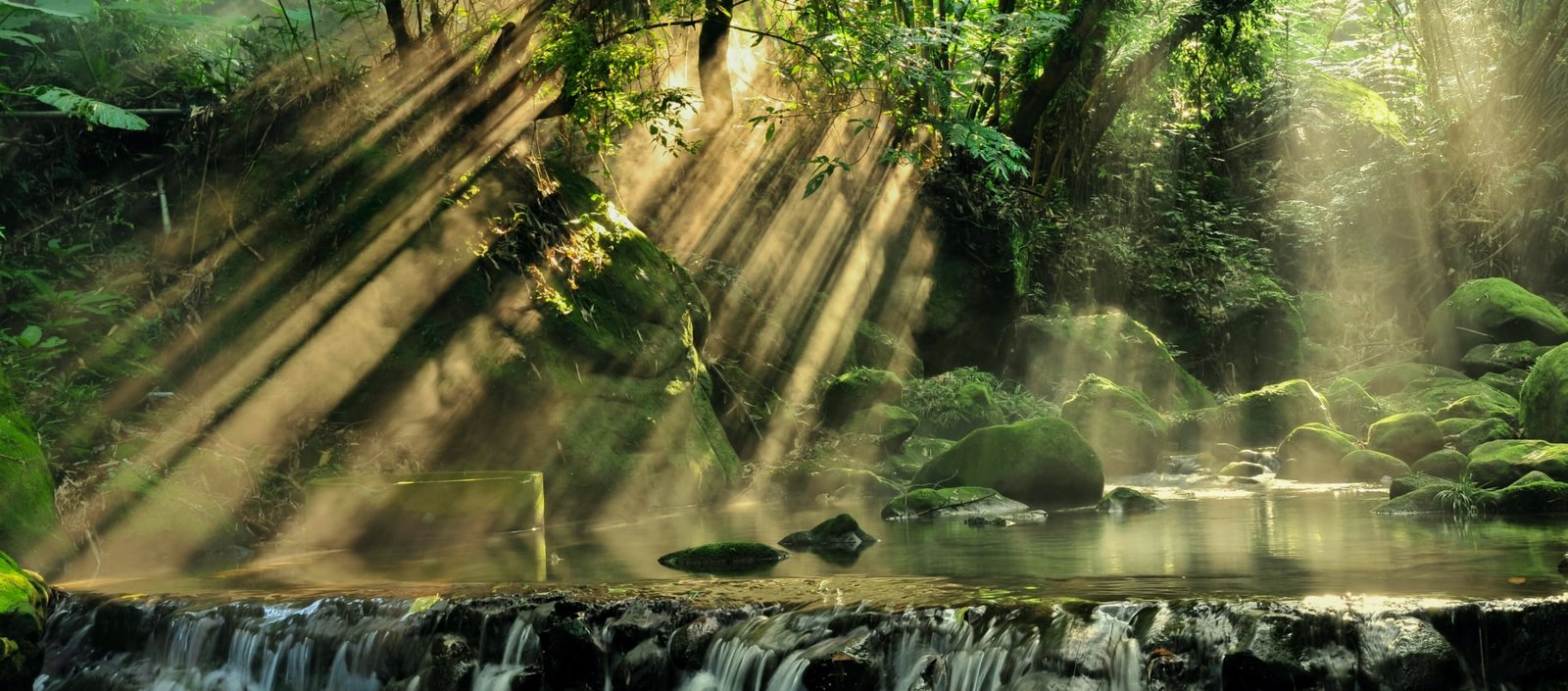 Sunlight through the trees in a forest